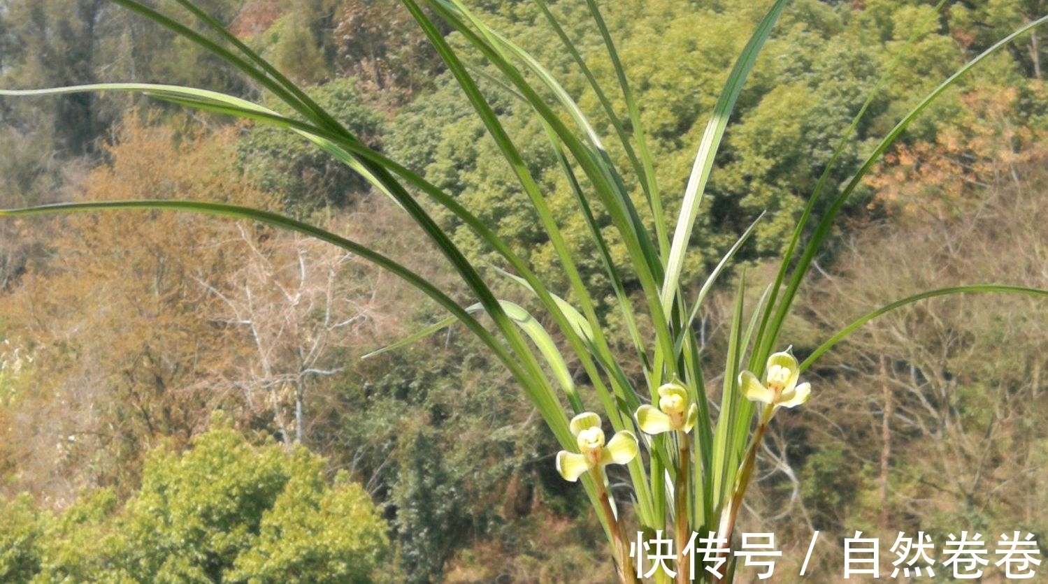 买的兰花烂根空根多,上盆能养活吗?退货太麻烦了