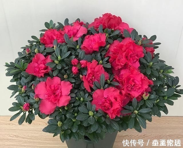 茶花|都说杜鹃、茶花难养，其实问题就三点，做好了常年长得好开花多