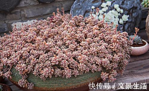 隔壁大妈养了2年的姬秋丽,颜色粉嫩爆满盆,内附详细养护技巧