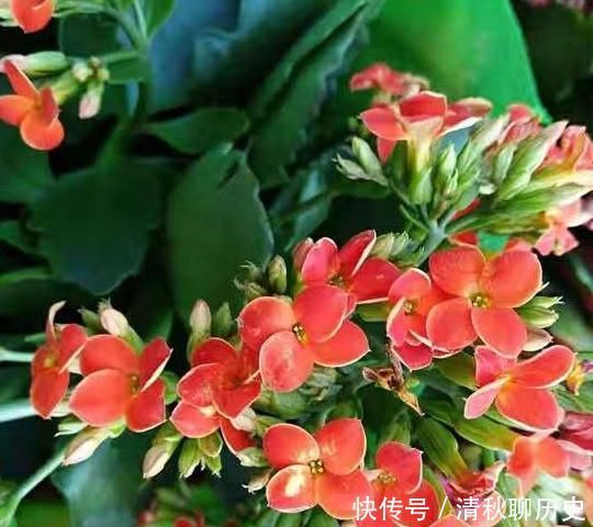 是灌根好?还是喷叶子好?“磷酸二氢钾”你用对了吗?