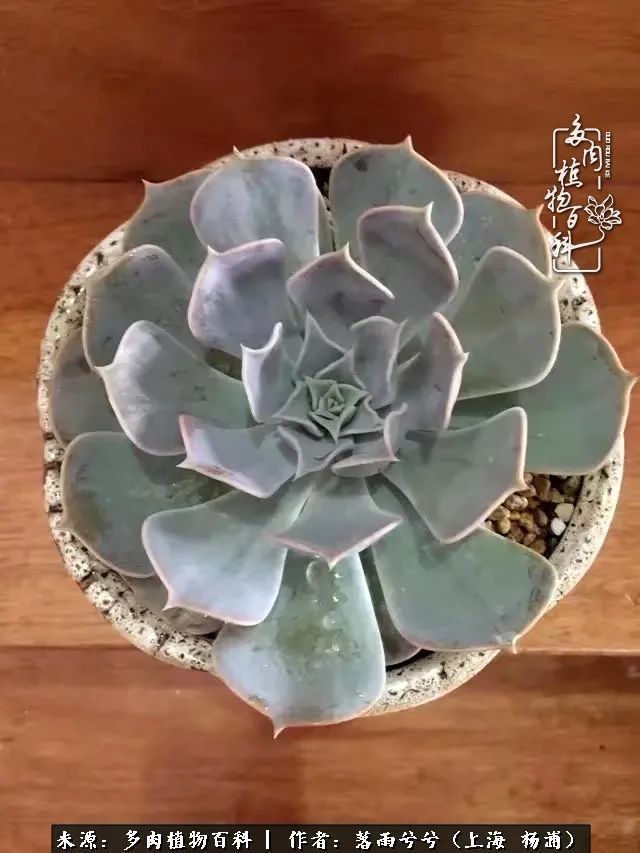 入坑7年多，从菜色到全状态，包邮区的多肉一样可以很美！