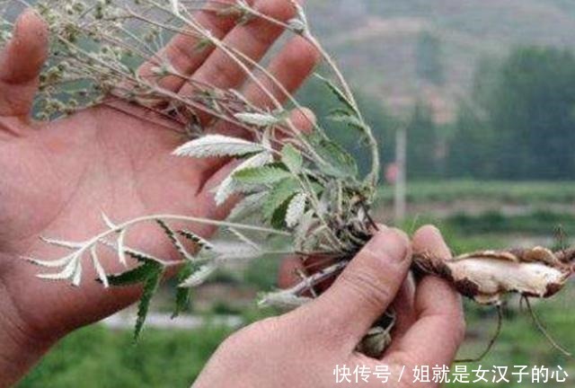 叶片|山上的1种“叶下白”,根茎比人参奇特,以往常被铲掉,如今珍贵!