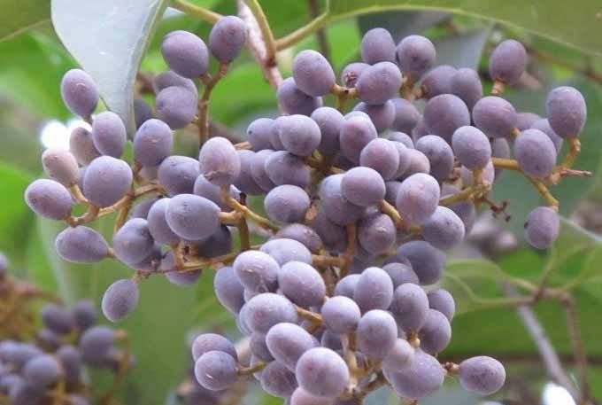 养气|无论男女,秋天坚持吃3种食物,补血养气,延缓衰老,增强记忆力