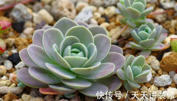 莲华|子持莲华是瓦松属多肉植物的颜值担当，夏季可生长，好养易群生