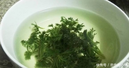 农村|老辈农村人都采这种草，用来降血脂降血压，同时保肝利胆
