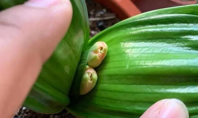 废油|君子兰长势差,盆里倒上“三废渣”,根系有劲,次月涌现“群花”