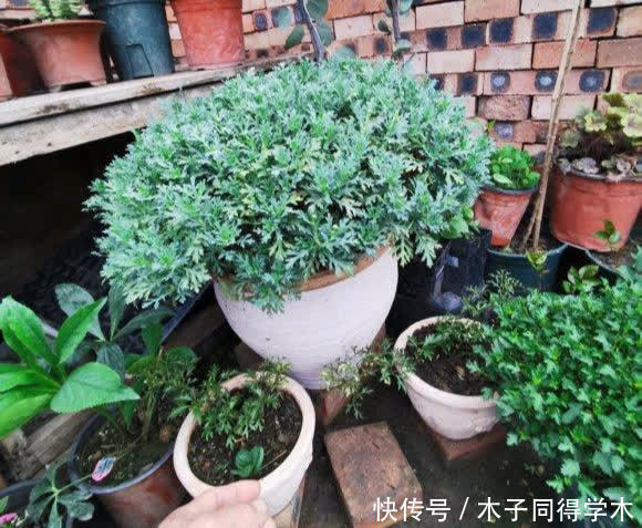 春天养玛格丽特，3多1少“爆花”小技巧，先长草球，再爆花球