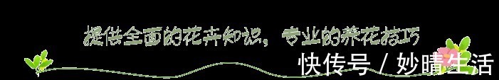 采摘|这盆景价值高,被人戏称“夺命芙蓉”,十分珍贵,树形最亮眼!