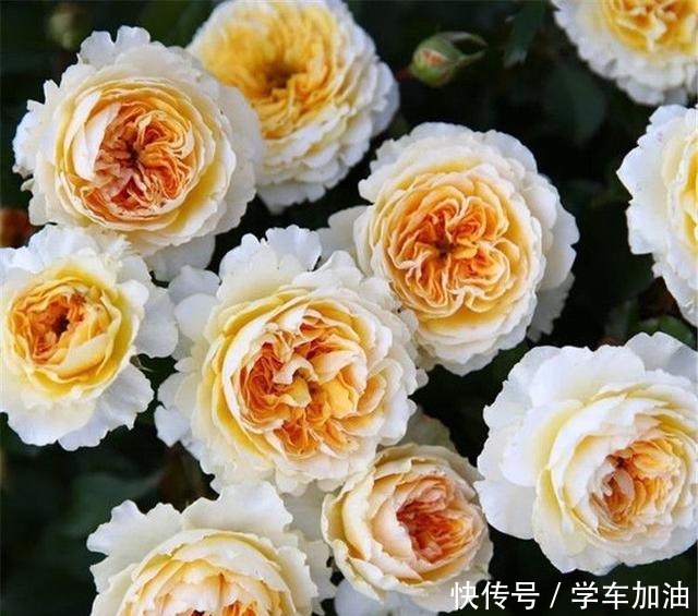 这三种“高级花”遇水易疯长,比牡丹“艳丽”,大户人家最爱养!