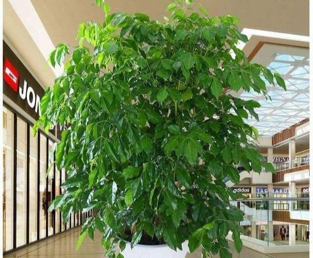 幸福树掉叶子?3个原因解决好,叶绿窜的高,幸福自然到