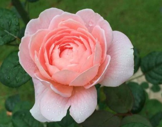 喜欢菊花,不如养盆“玫瑰精品”瑞典女王,气质优雅,女王范儿