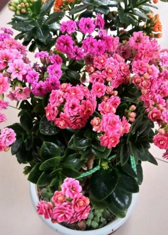 嫁接长寿花:如何让盆栽开出多色花?5步操作,花开美如圣诞树