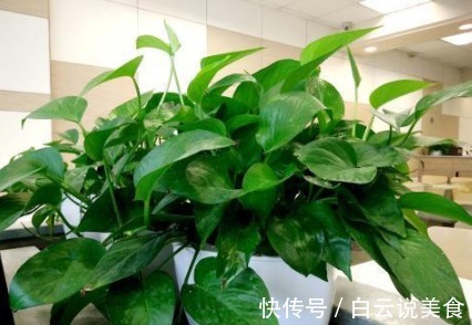 冬季浇花，只用“一神奇水”，不用花“1分钱”，比营养液都好用