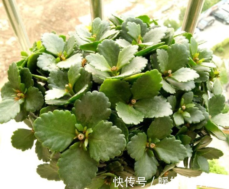 长寿花|夏季的长寿花，做好“二少二不缺”，植株健壮不黑腐，新芽能翻倍