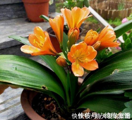 君子兰不长出花箭、开花怎么办？掌握3技巧，接连不断地开花