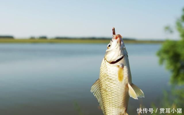 钓得|怪不得老钓友比你钓得多,人家提早都做好了这些准备
