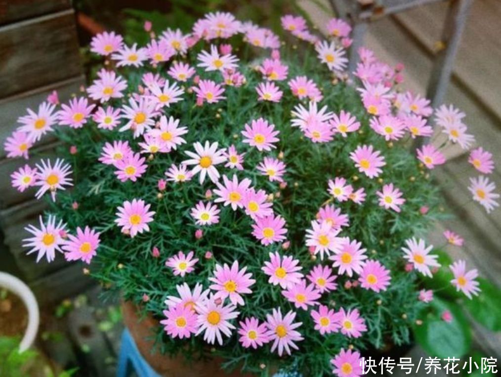 阳台上|阳台上花不在多,5种普通小盆栽,开花漂亮又好养