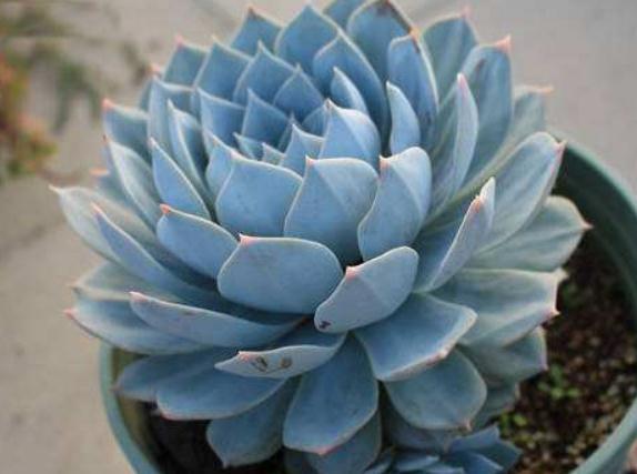 室内养多肉，一个小方法，比“化肥”好用百倍，半年不管也肥嘟嘟