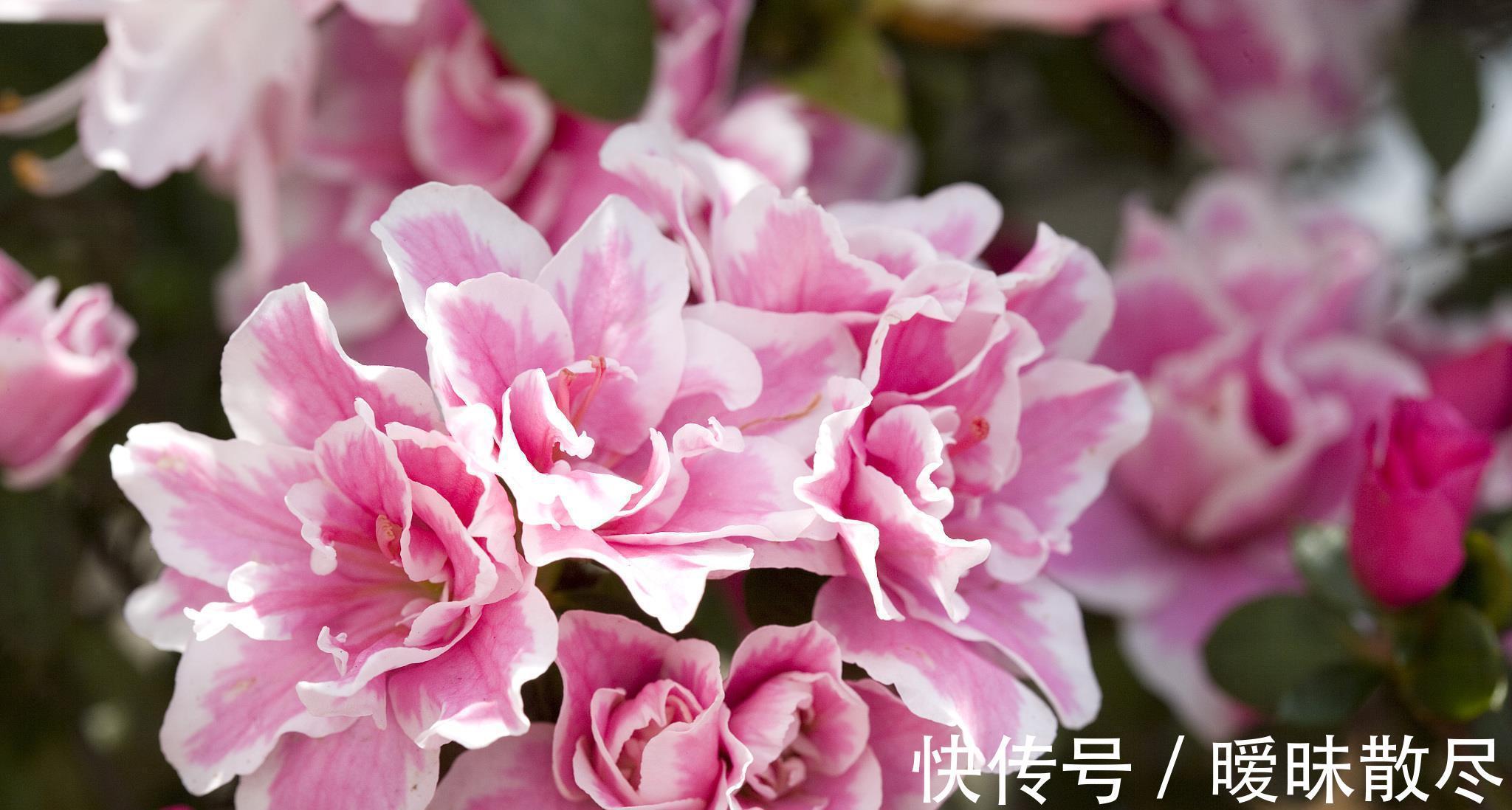 花友|容易被“误杀”的7种花,汲取教训,才能养好