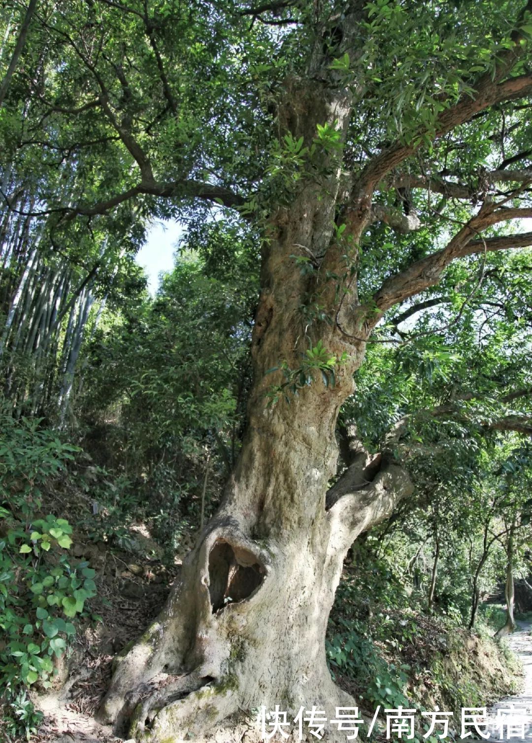 暖心|他用2年时间一桌一椅做出广州从化最暖心民宿，好美好玩丨菁木山