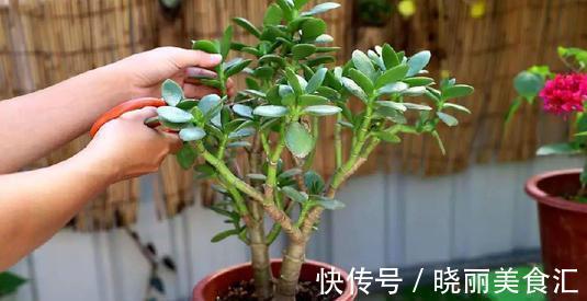 家养玉树的修剪,咔嚓两剪子,颜值整容式提升