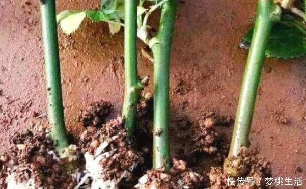 生根|这三种花不用等,现在扦插越热生根越快,再晚又要等到明年了