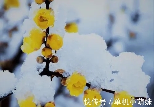 鳌头#落字满庭芳,墨洒豪情笔带狂,吟得腊梅枝上绽,独占鳌头傲雪霜