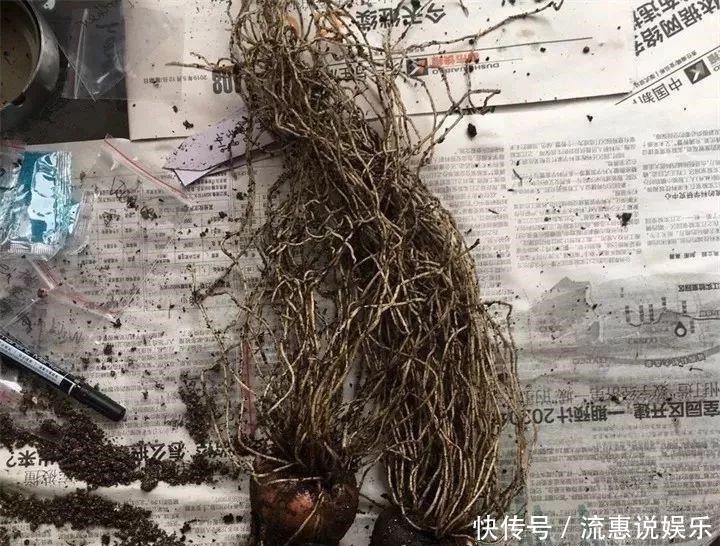  爆球|开在雪地里的花，零下20度冻不死，年年爆球一大堆！