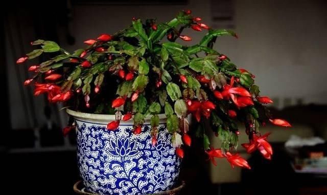 红砖|养蟹爪兰时先养根,盆里埋点这种东西,根系更旺,开花更多