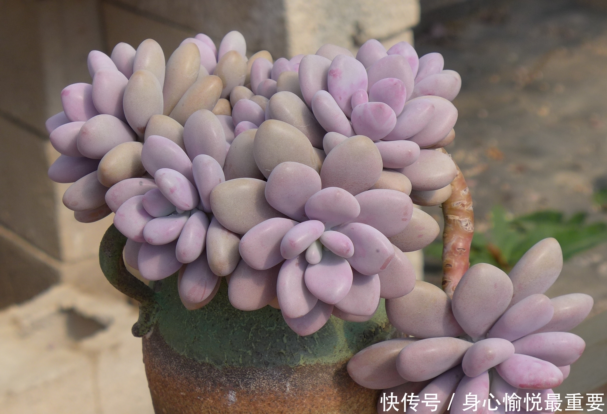 爱多肉的花友几乎都养过的8个品种,长寿花老少皆宜,桃蛋最迷人