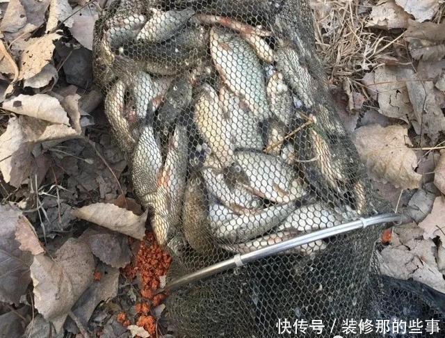 大师·冰鲜南极磷虾饵出场，征服冬鲫