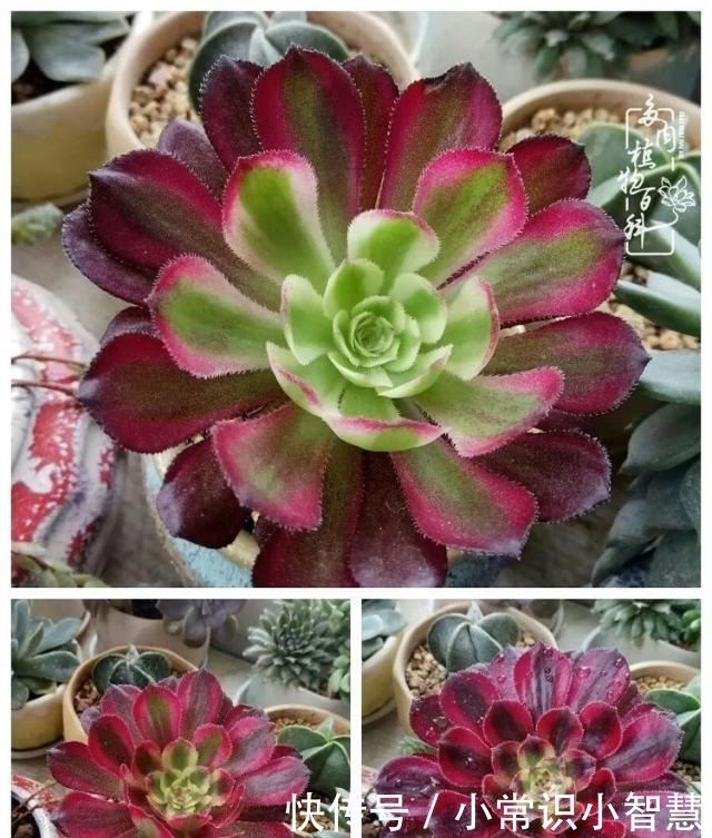 欧紫|我是多肉飘窗党,我来晚了!我是多肉飘窗党,我来晚了!