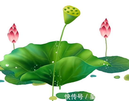 生肖鸡|11月下旬，4属相吉星照耀，事业步步高升，生活锦上添花