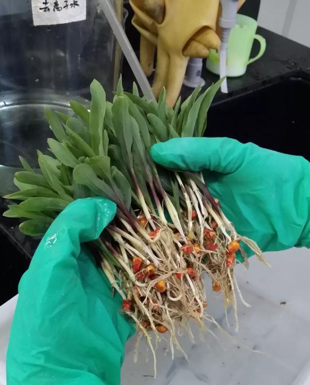 丢一把种子到水里，7天冒出小森林，越热越长个！绿植盆栽不用买