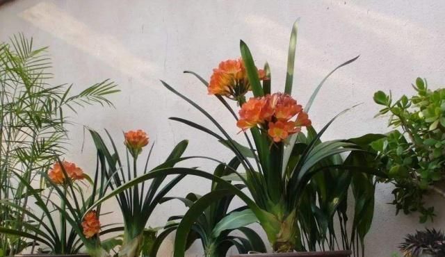 花友们|君子兰不见长、不开花“2种料”扔盆里，新芽多，一年开花2次