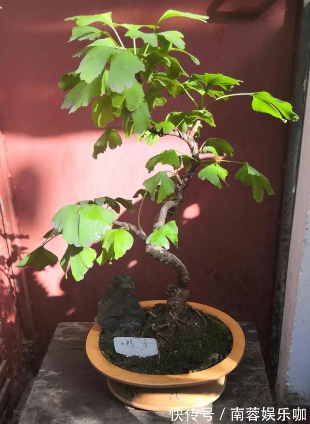 银杏银杏|对花有一种特殊的情怀,能养几十年的花,养1盆当传家宝!