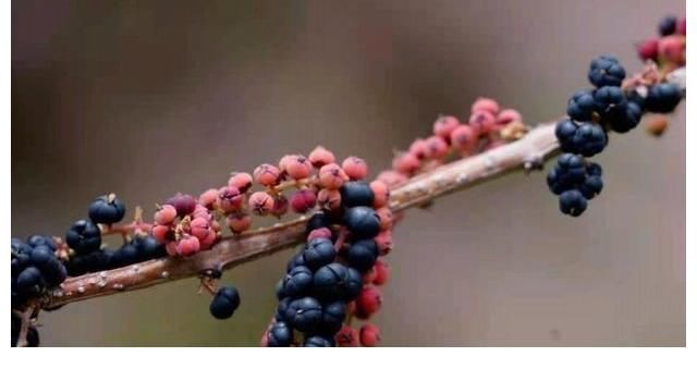 相思子|在农村分布有5种野果,全都含有“剧毒”,遇到千万不要采摘误食