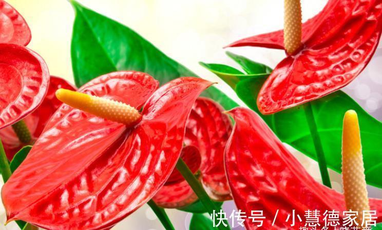 红掌|天太热了，4种“吉祥”花，家里放一盆，清新悦目寓意好