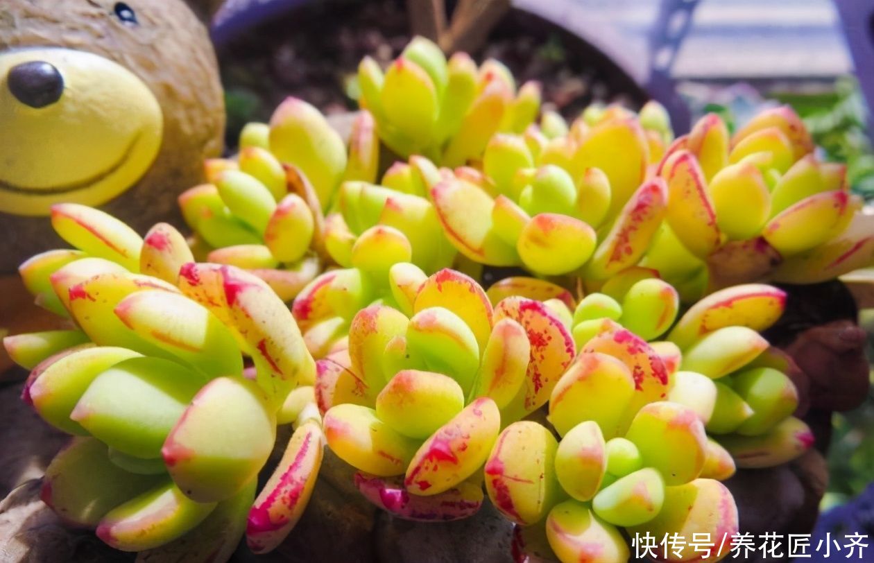 想要养好多肉，新手忌用“三种水”，否则容易伤根，严重会化水