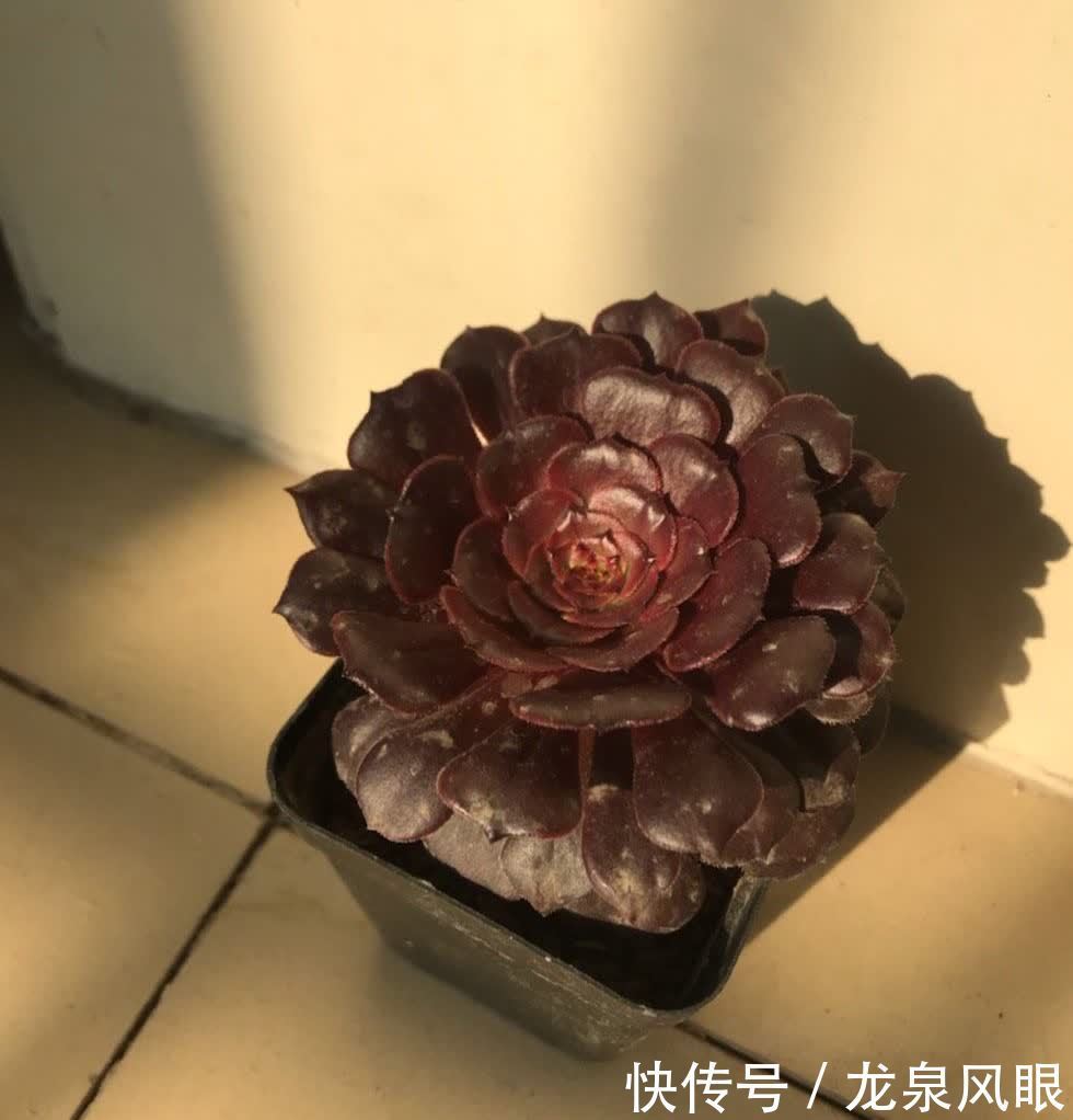 多肉黑法师,养护有“四技巧”,分枝多颜色美更漂亮