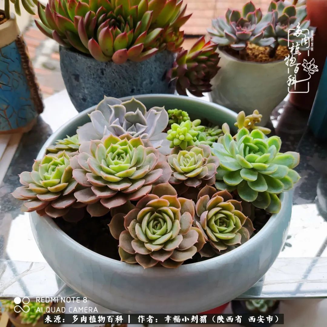 时光荏苒，种肉赏肉已成了生活中不可缺少的一部分！