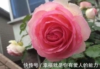 乙醇酸氧化酶|把这碗“营养液”倒在了花盆里,疯狂开花不招虫,还能冶黄叶!