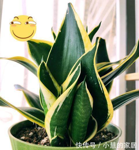 虎皮兰窜出1米多高,先别高兴得太早,虎皮兰不是越高越好