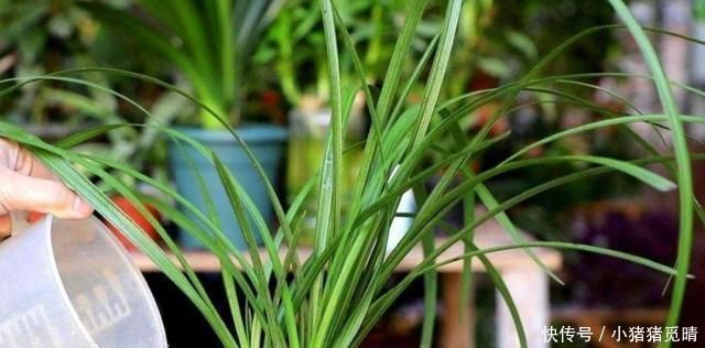 兰根|养兰花这点最关键，发芽多又壮，开花多又香，年年开花不断