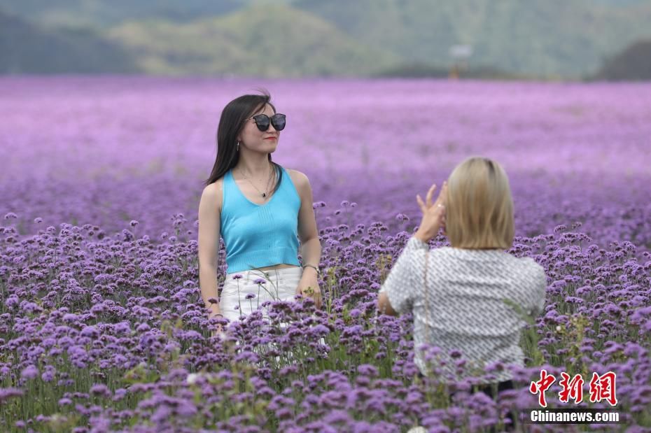 马鞭草|贵阳：紫色花海吸引游人