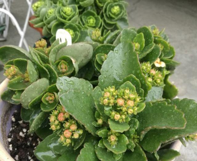 叶片|长寿花“半死不活”僵一年3点大营救,浇点促花肥,花苞挤满盆