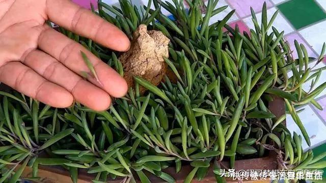 太阳花|这6种花，现在扦插正当时，7天生白根，当年能开花，新手也可以