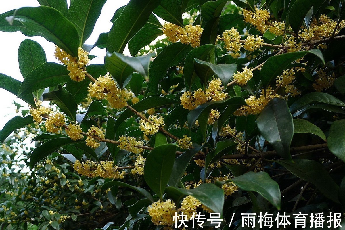 崇高&此花散发出一股股沁人心脾的香气,令人神清气爽,代表崇高和忠诚