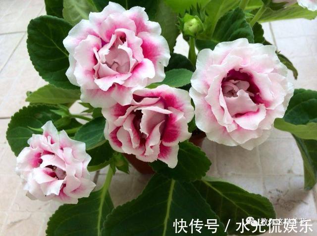 浸盆法|1种花超耐阴,一点散光就爆盆,花一开就是200多天!