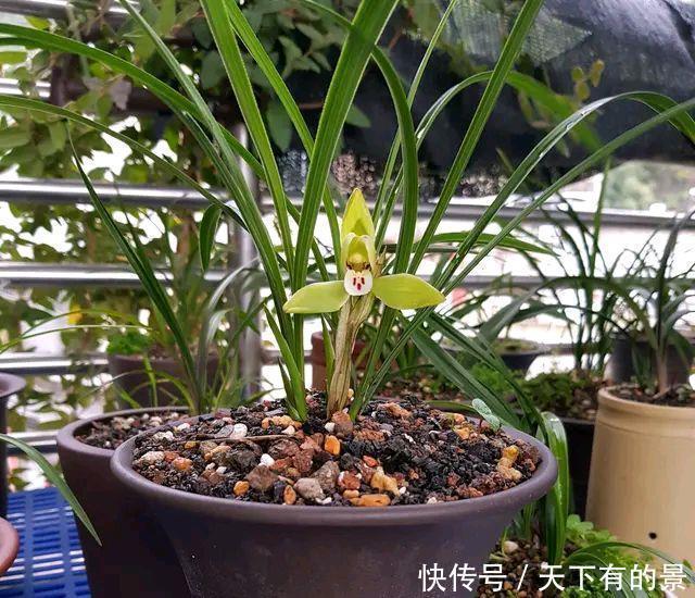 兰花上盆总是干尖烂根盆底铺上3个小东西，不积水还爆水晶头